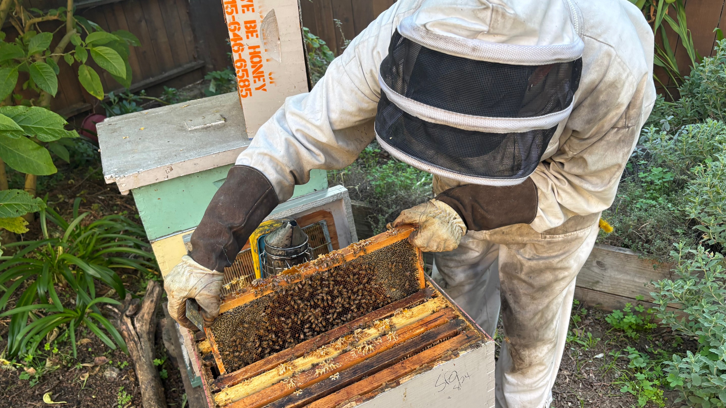 A person in protective beekeeping gear pulls out a frame of honeycomb, covered in honeybees, from a bee box.